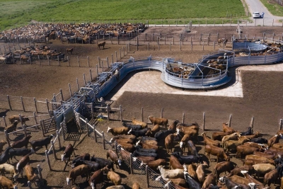 CRÍTICA SITUACIÓN DEL ENGORDE A CORRAL