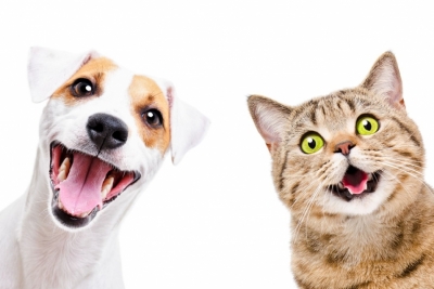 Parásitos externos e internos en gatos y perros