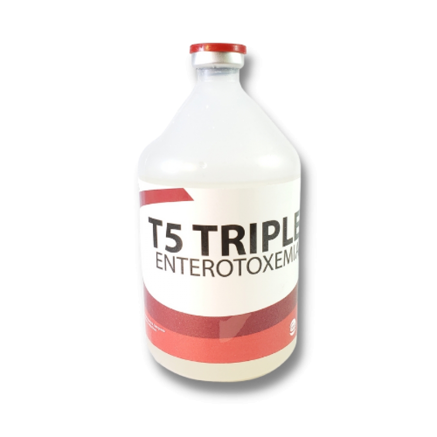 T5 TRIPLE
